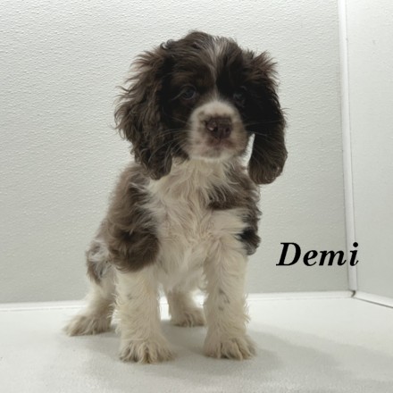 puppy, for, sale, Cocker Spaniel, Joe & Cherri  Overlease, dog, breeder, Miller, MO, dog-breeder, puppy-for-sale, forsale, nearby, find, puppyfind, locator, puppylocator, aca